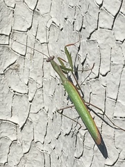 Mantis religiosa