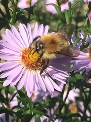 Bombus pascuorum