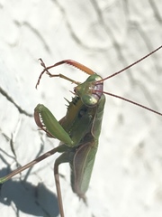 Mantis religiosa