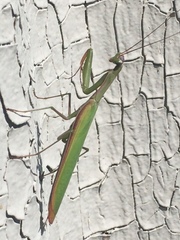 Mantis religiosa