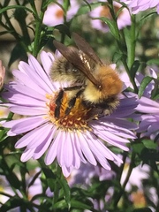 Bombus pascuorum