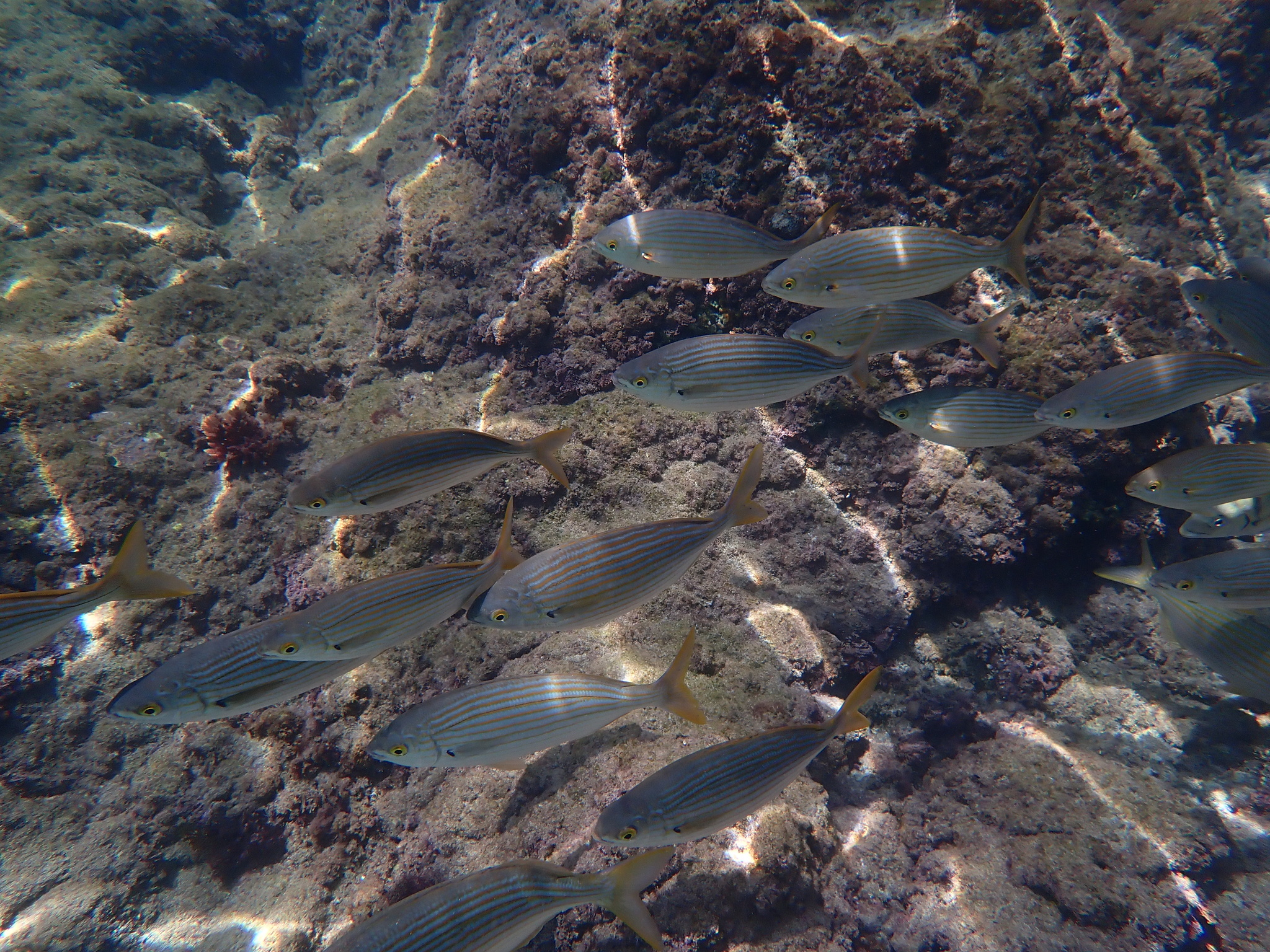 Salema