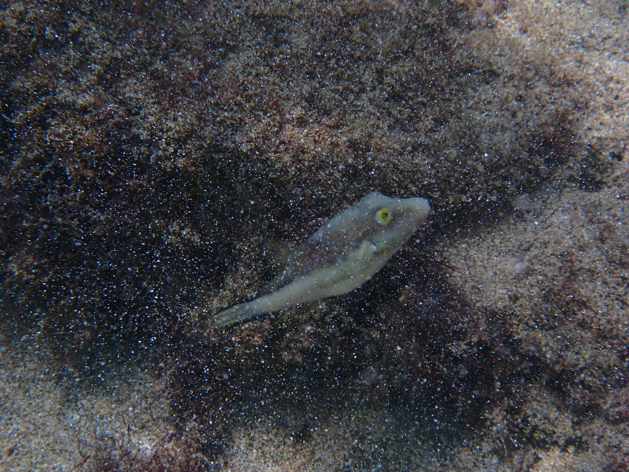 Tamborín Macaronesio