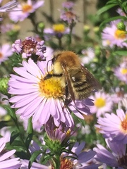 Bombus pascuorum