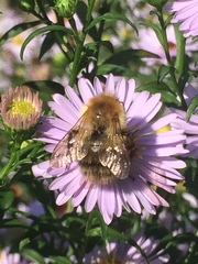 Bombus pascuorum