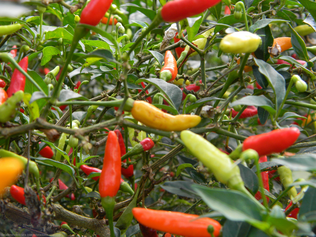Capsicum