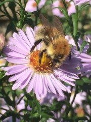 Bombus pascuorum