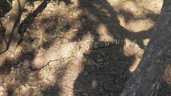 Heloderma exasperatum