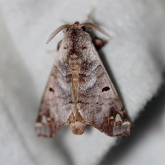 Pantelodes centralamericana