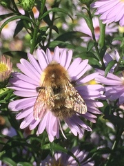Bombus pascuorum