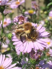 Bombus pascuorum