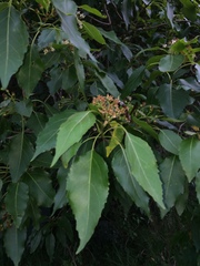 Cordia caffra