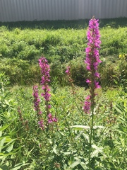 Lythrum salicaria