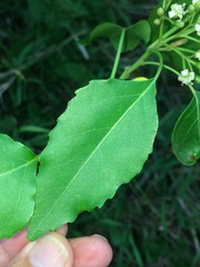 Cordia caffra