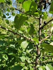 Rhamnus cathartica