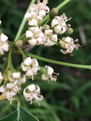 Cordia caffra