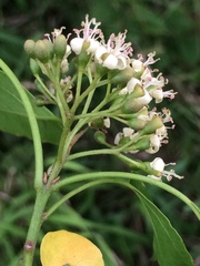 Cordia caffra