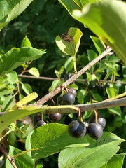 Rhamnus cathartica