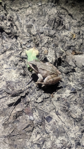 Agile Frog