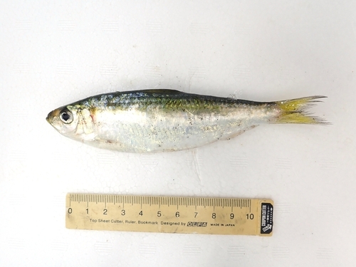 Japanese sardinella (Sardinella zunasi) — Clupeidae — 2