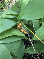 Convallaria