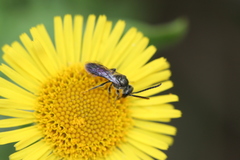 Lasioglossum