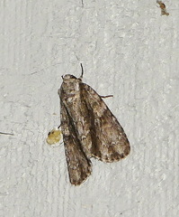Acronicta connecta