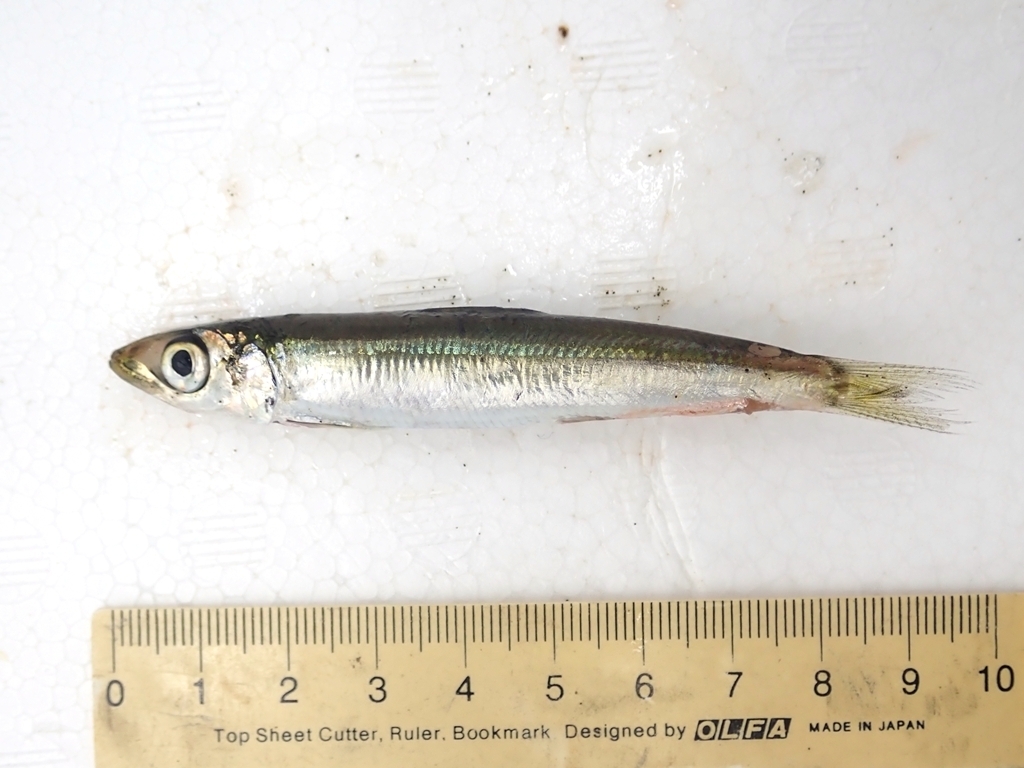 Japanse rondharing (Etrumeus micropus) — Dussumieriidae