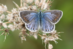Polyommatus icarus