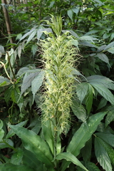 Habenaria pantlingiana