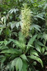 Habenaria pantlingiana