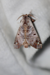 Pantelodes centralamericana