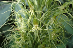 Habenaria pantlingiana
