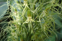 Habenaria pantlingiana