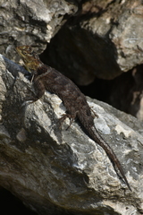 Sceloporus serrifer