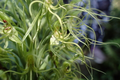 Habenaria pantlingiana