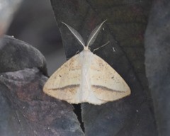 Lychnosea intermicata