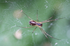 Linyphia triangularis