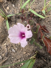 Ipomoea bathycolpos