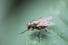 Helina impuncta