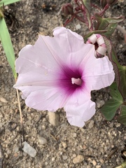 Ipomoea bathycolpos
