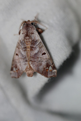 Pantelodes centralamericana