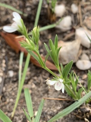 Justicia anagalloides