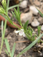 Justicia anagalloides