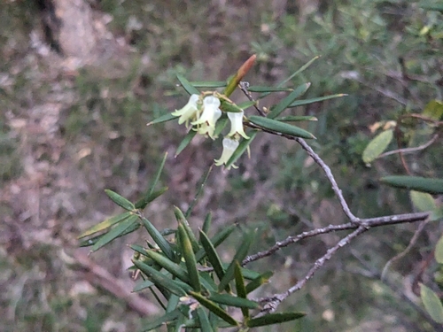 Lissanthe sapida, 2025-06-07