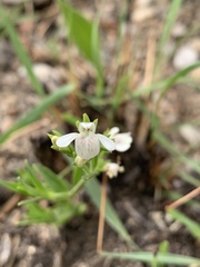 Justicia anagalloides