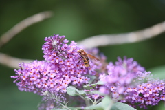 Volucella zonaria