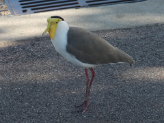 Vanellus miles miles