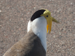 Vanellus miles miles