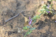 Dicliptera minor minor